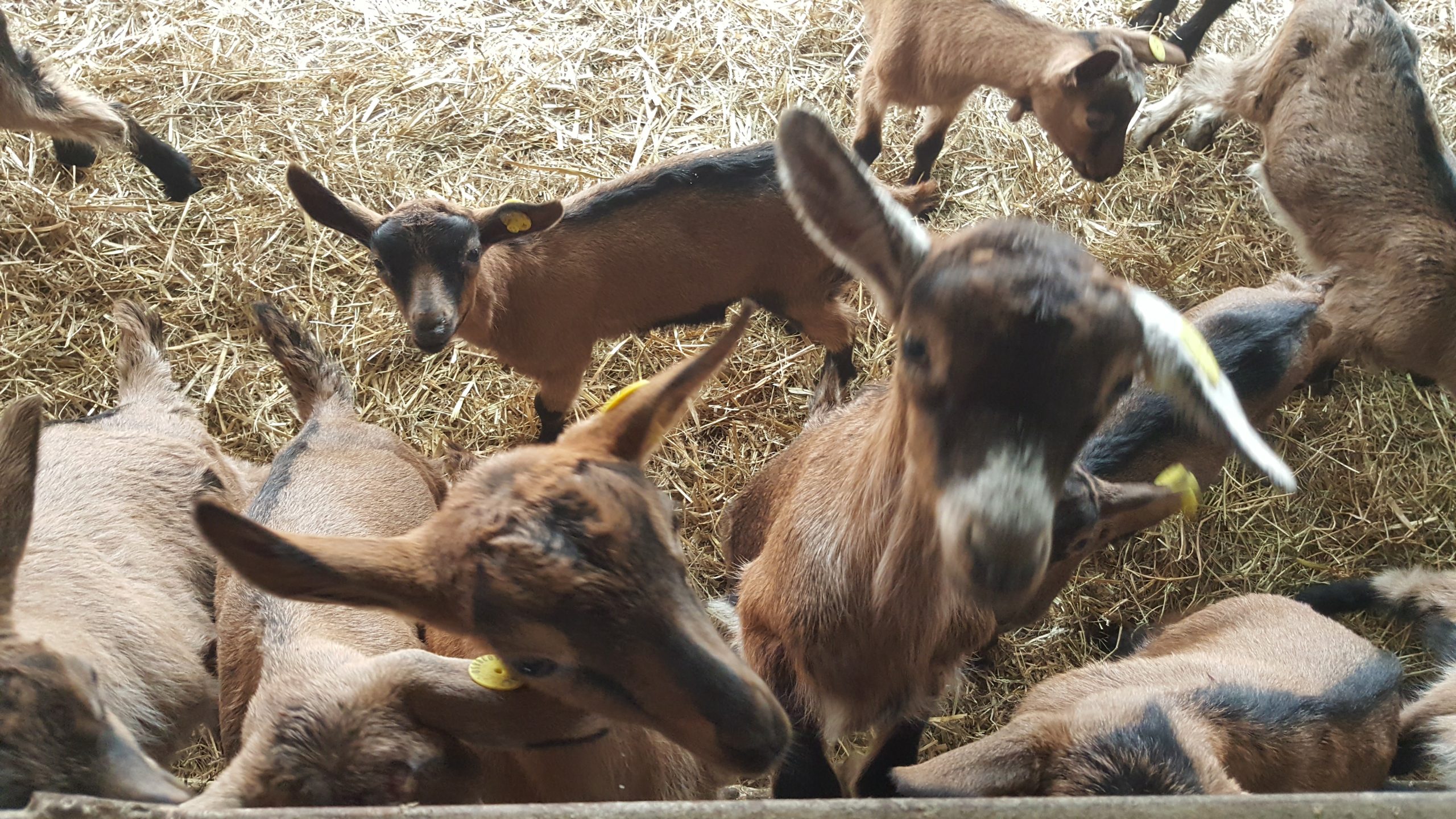 Dhi alpine franceze ne kashte, pamje nga afer
