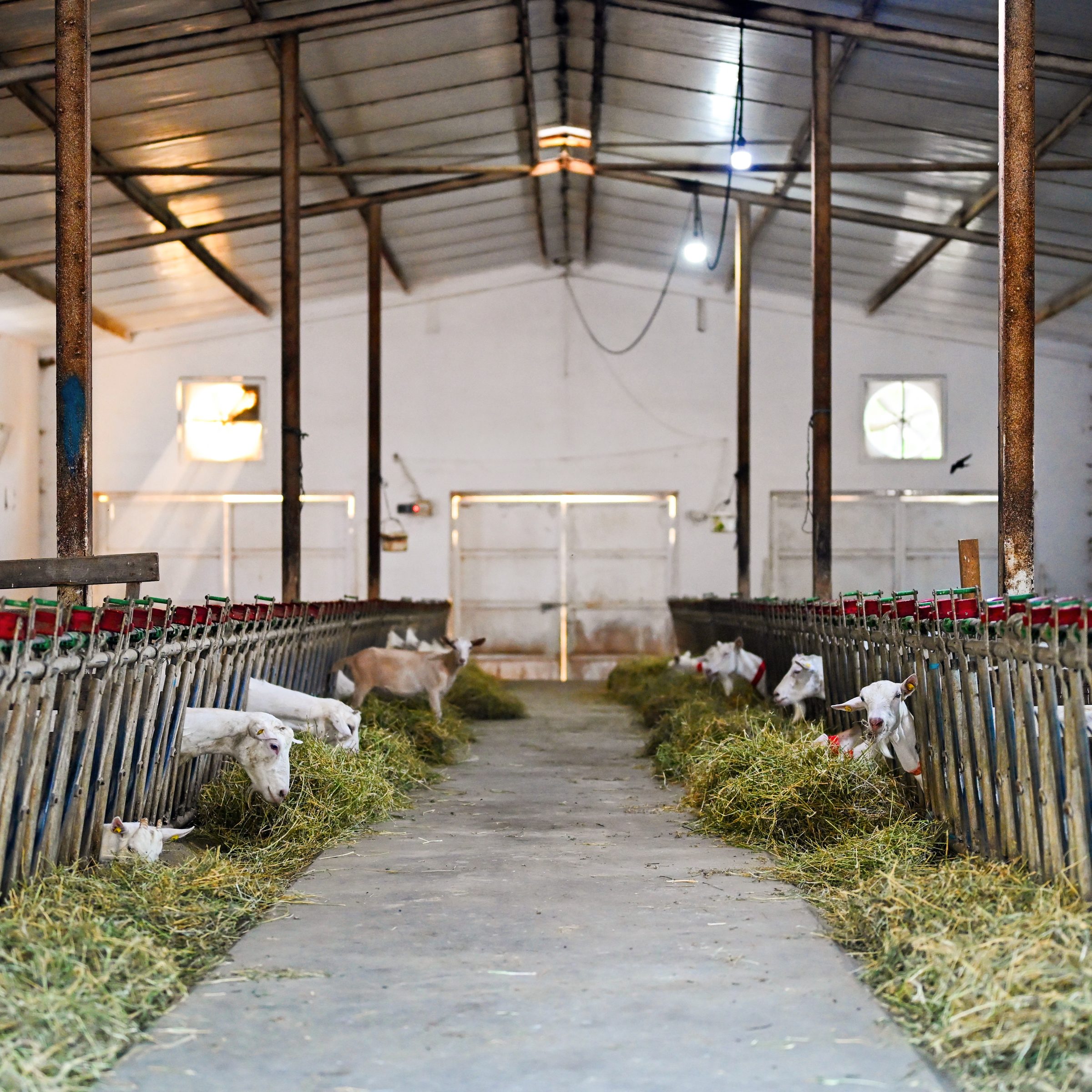 Stalla e dhive alpine ne fermen 1.5 km nga restoranti