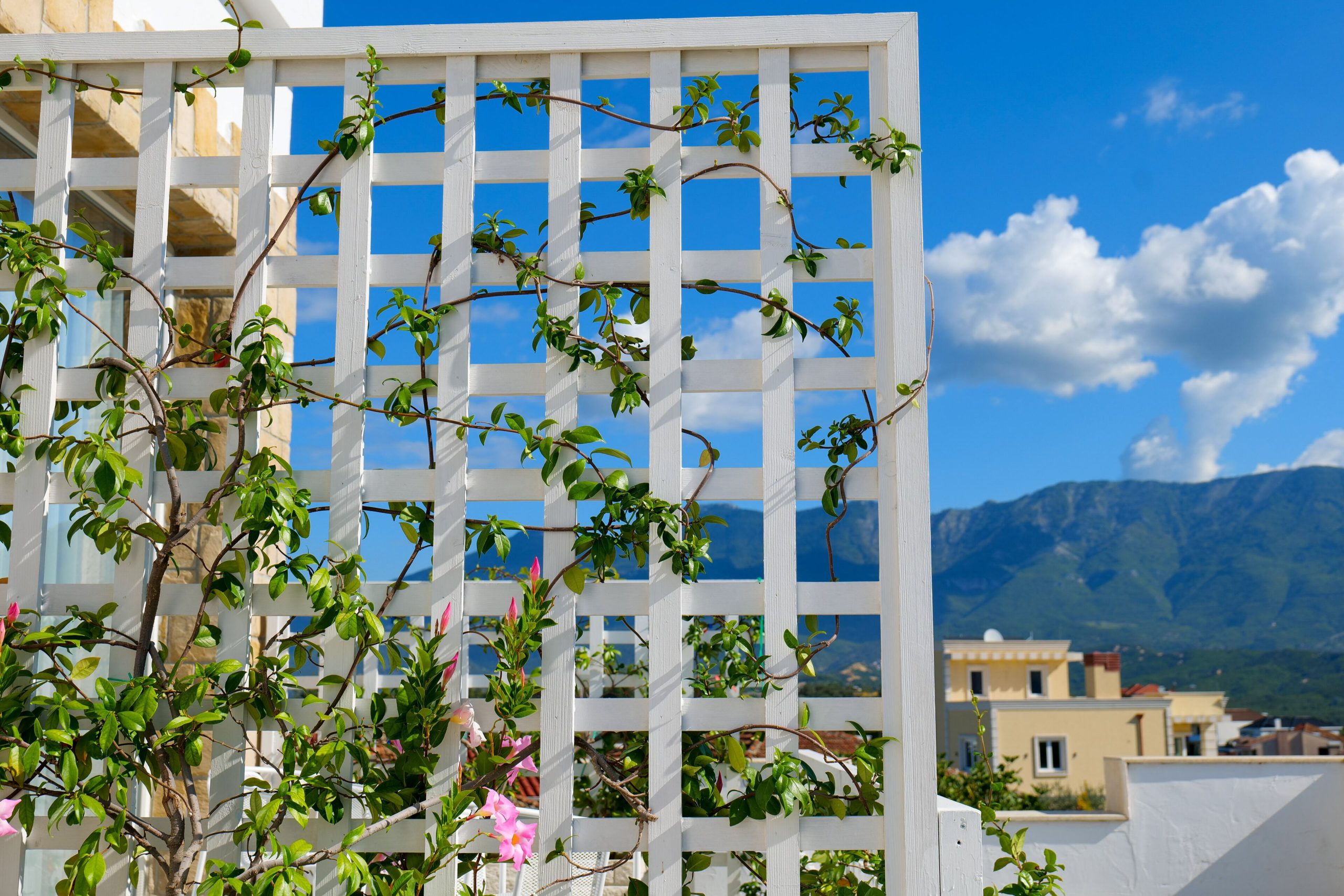 Pergola e bardhe me gjelberim e lule rozë, me malet pas